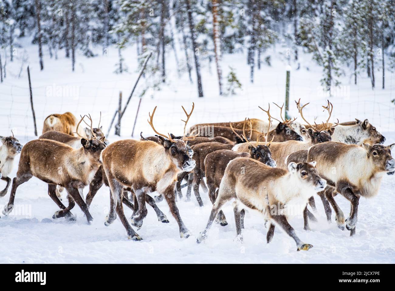 Rebaño de renos en el bosque ártico durante una nevada invernal, Laponia, Suecia, Escandinavia, Europa Foto de stock