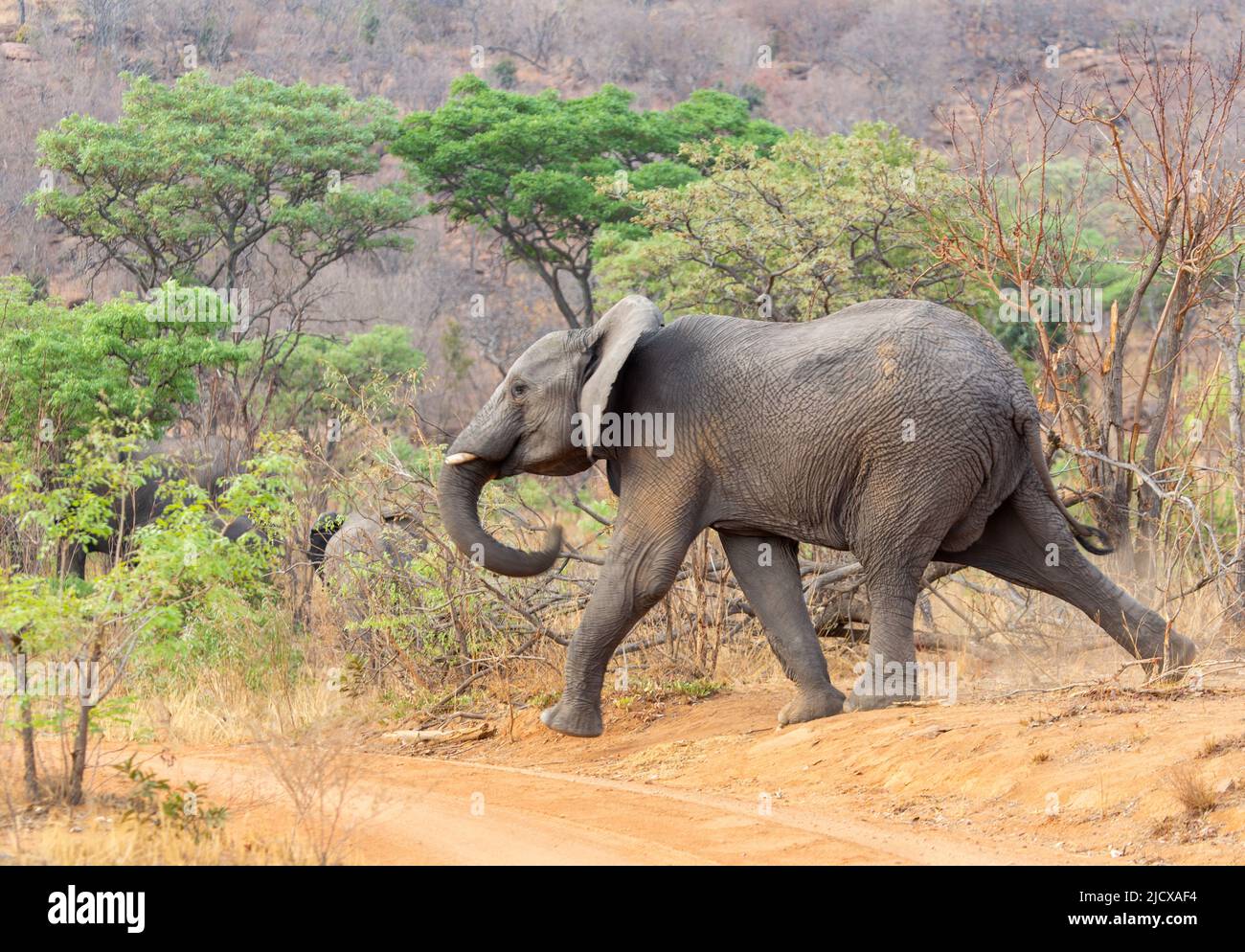 Elefante cruzando una pista en la Reserva de Caza Wellgevonden, Limpopo, Sudáfrica, África Foto de stock
