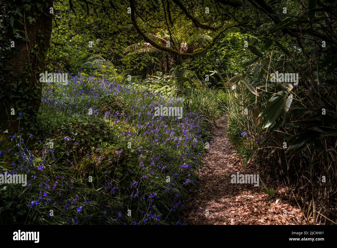 Bluebells creciente sendero en el salvaje jardín subtropical de Penjjick en Cornwall. El jardín Penjerrick es reconocido como el verdadero estilo selvático Cornwall. Foto de stock