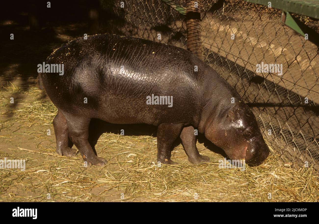 Hipo pigmeo (Hexprotodon liberiensis) pastando en cautiverio El hipopótamo pigmeo es reclusivo y nocturno. Es una de las dos especies existentes en Foto de stock