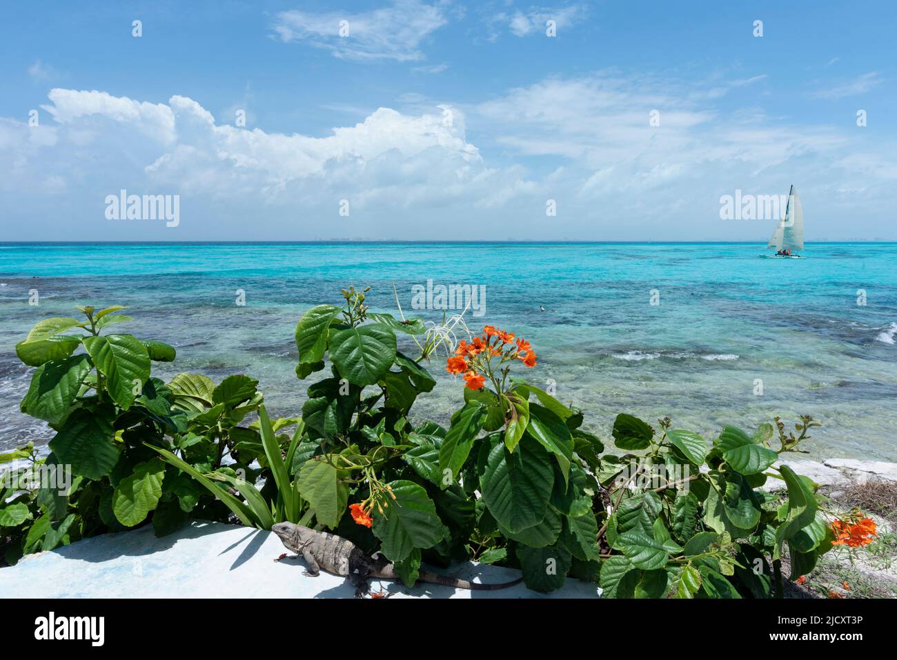 Vista general del Mar Caribe, arbustos con flores, y un velero en un día soleado. Isla Mujeres, México Foto de stock