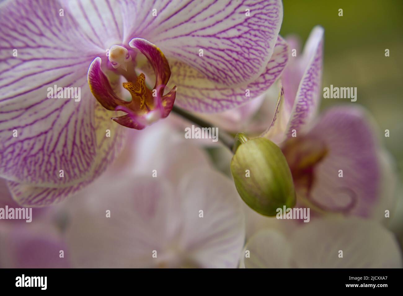 Primer plano de la orquídea con borrosidad en el fondo Foto de stock