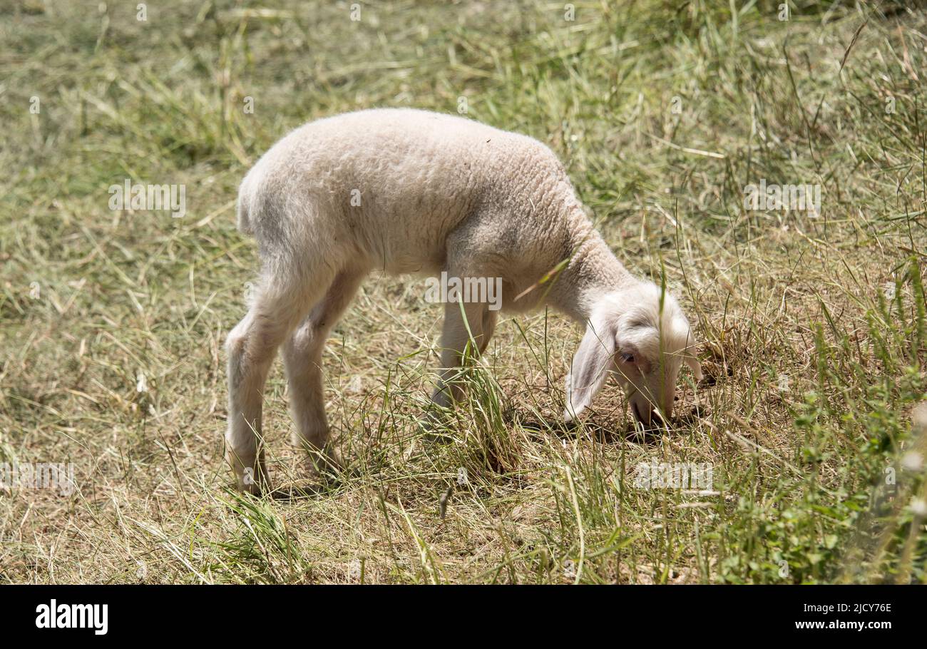 un pequeño cordero en una pradera seca en la hierba de suabia pastando bajo la luz del sol Foto de stock