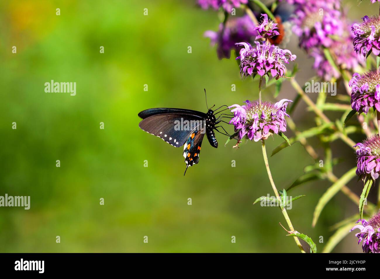 Orange flower with black dots fotografías e imágenes de alta resolución -  Alamy