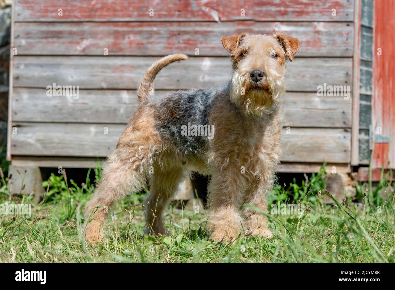 Perro del terrier de lakeland Fotografía de stock - Alamy