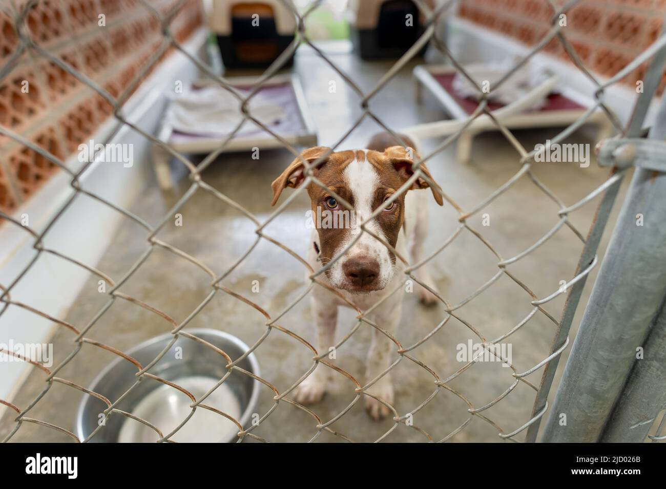 Un perro del refugio del rescate está mirando a través de la cerda está disponible para la adopción Foto de stock