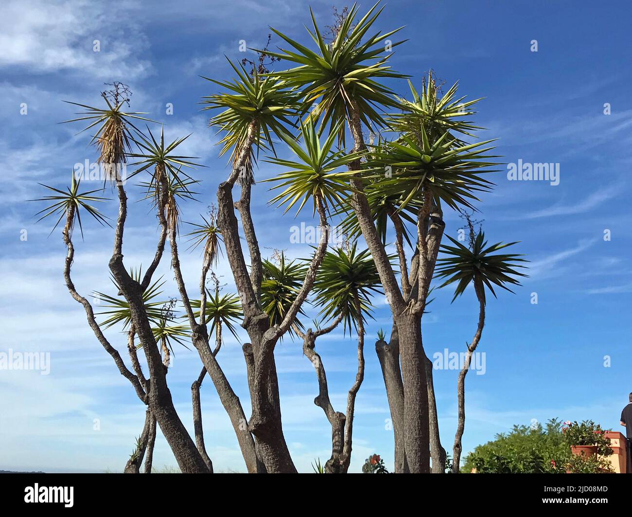 Cactus, California, Foto de stock