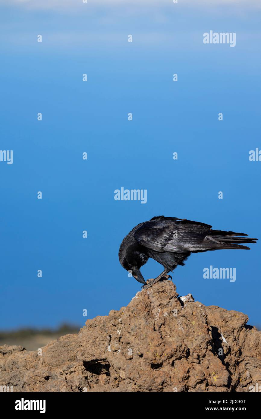 Retrato de un cuervo común negro sobre una roca, con el fondo de un cielo azul, fotografiado en la isla de La Palma, Islas Canarias. Foto de stock