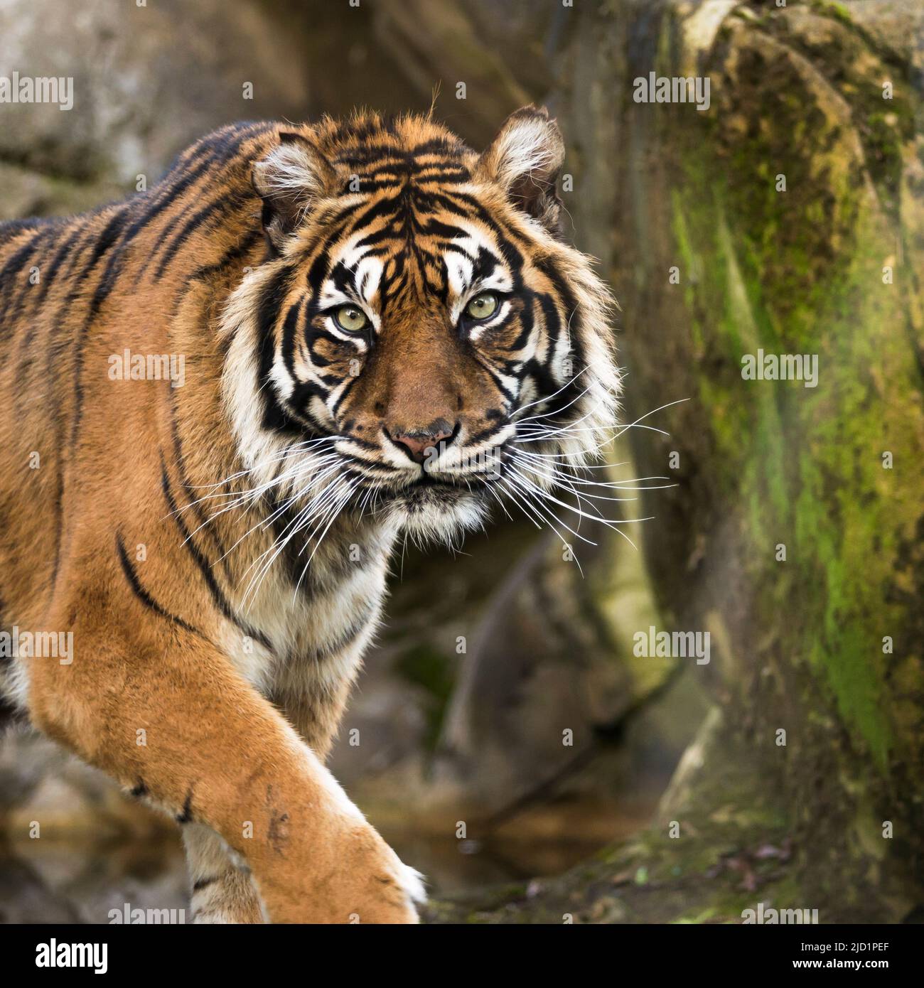 El tigre de Sumatra. Especies animales en peligro de extinción. Belleza de la naturaleza.Salvaguardia de especies animales. Foto de stock