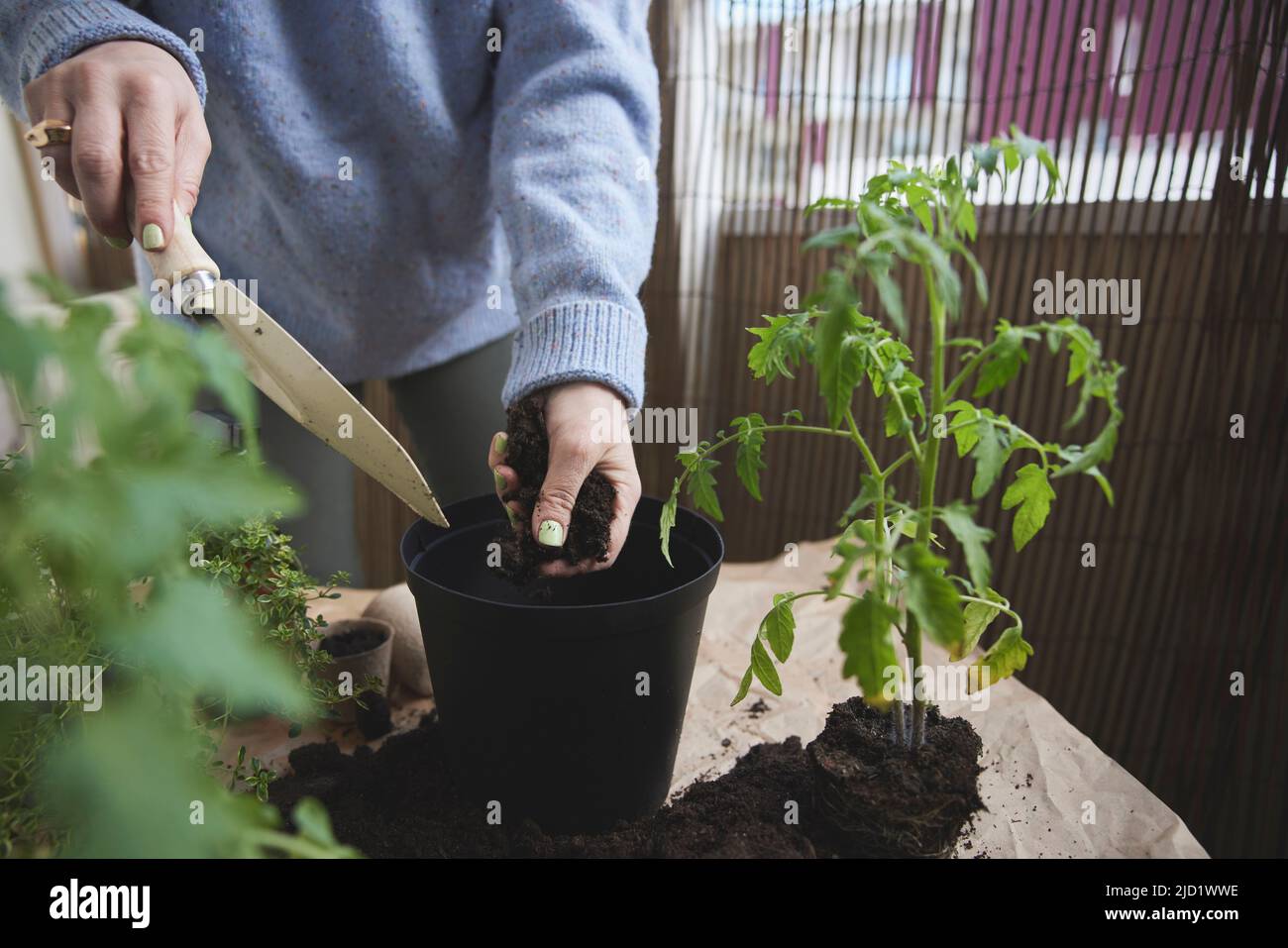Mujer plantando plantas de tomate Foto de stock