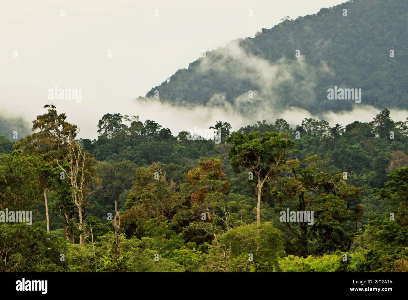 Paisaje de selva baja en la Reserva Natural de Tangkoko Batuangus en Sulawesi del Norte, Indonesia. Foto de stock