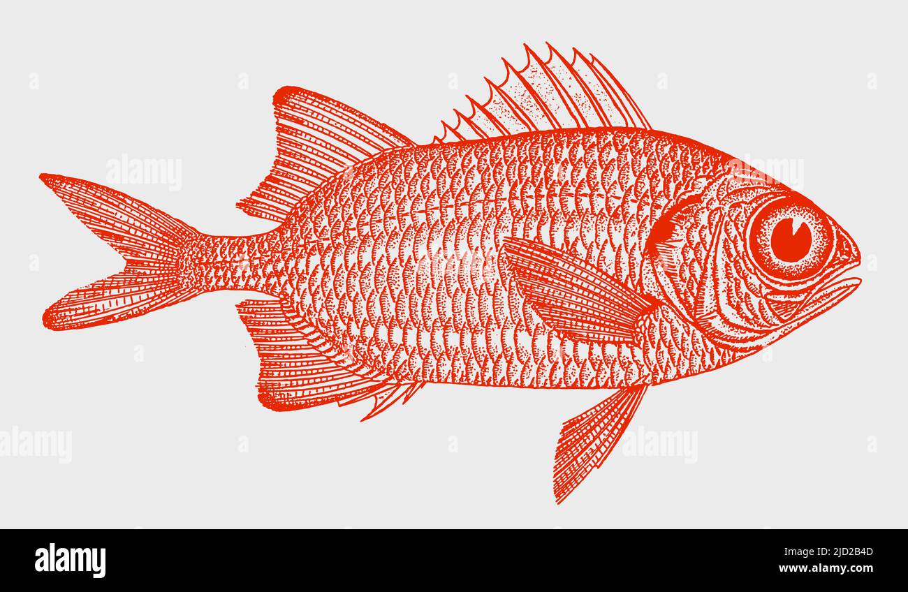 Pez carmesí myripristis pralinia, pez marino tropical en vista lateral Ilustración del Vector