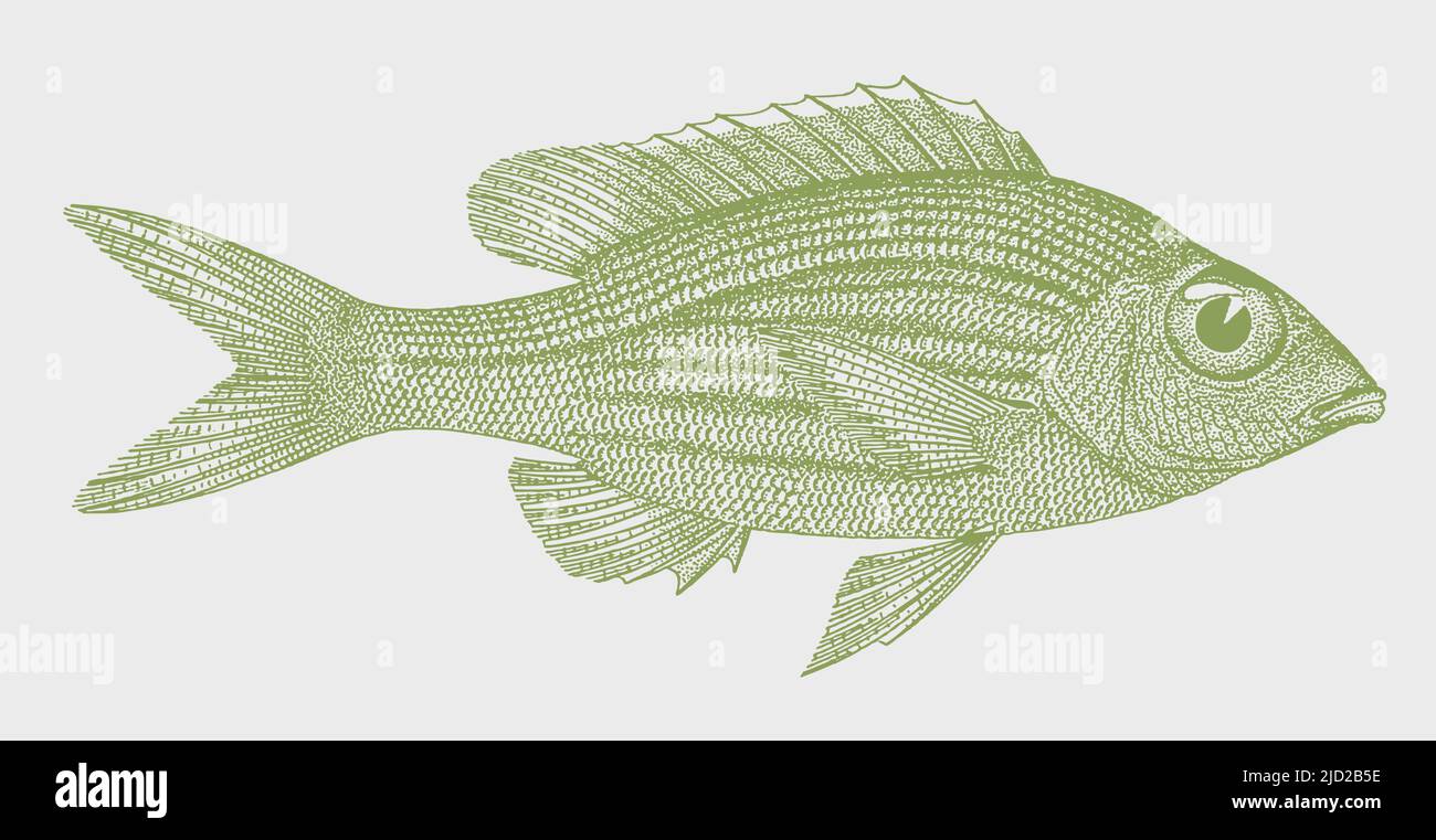 Rayas de ojo grande gnathodentex aureolineatus, peces marinos tropicales en vista lateral Ilustración del Vector