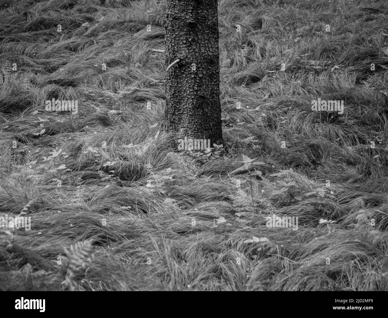 Hierba y tronco de árbol Detalle de naturaleza minimalista en un bosque en Karlovy Vary, República Checa en blanco y negro monocromo Foto de stock