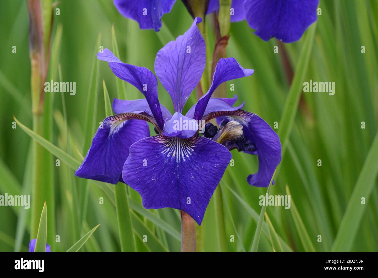 Iris Sibirica Caesars Hermano Bandera Siberiana Iris Flores intensas de color púrpura Foto de stock