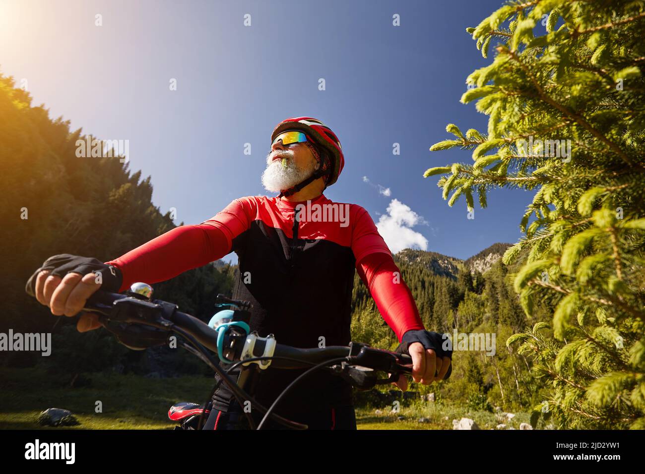 Retrato del ciclista antiguo con barba blanca sosteniendo la barra de la manija de la bicicleta de montaña en el bosque verde de piceas con traje rojo en Almaty, Kazajstán. Extremo Foto de stock
