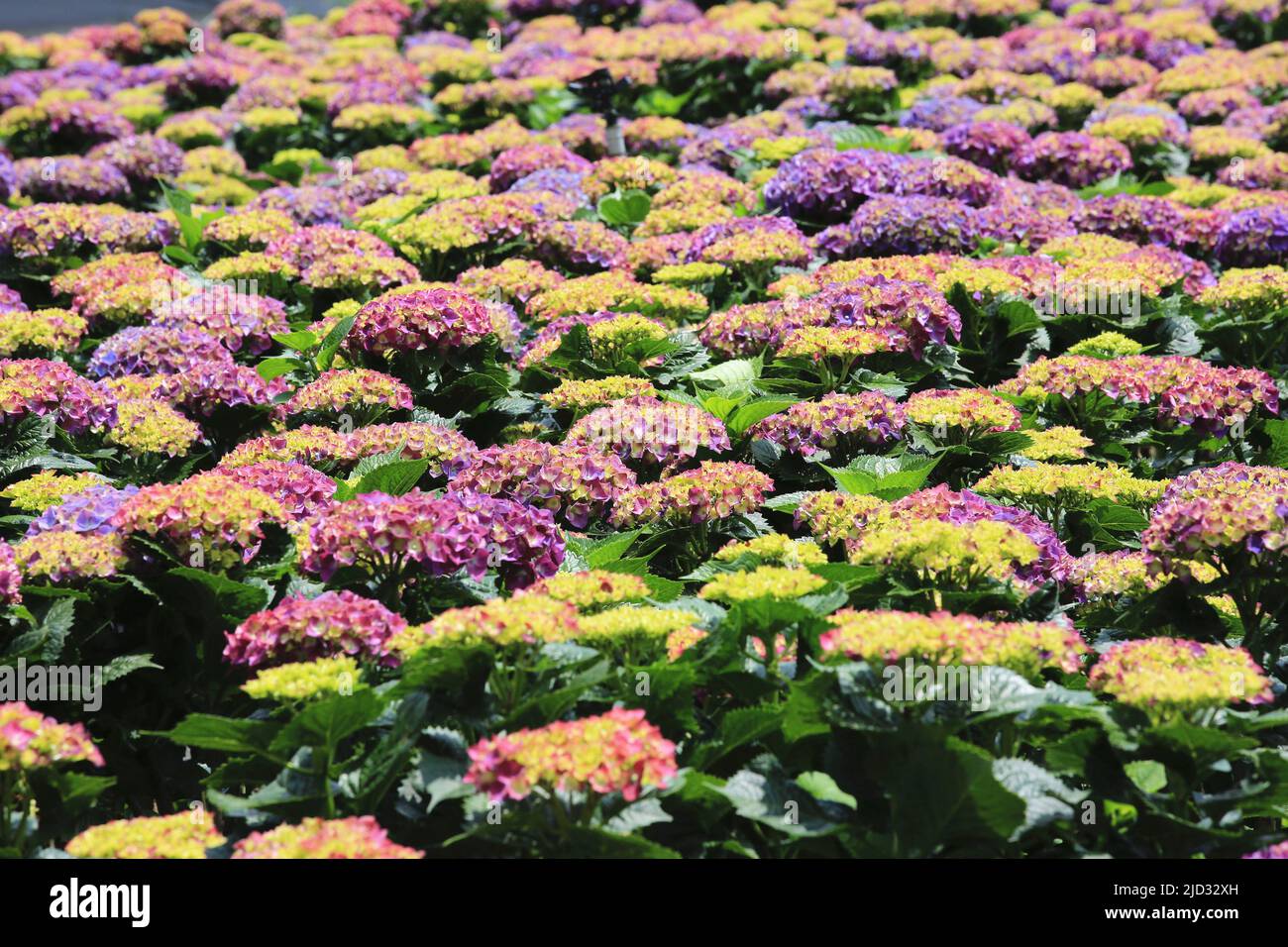 Hermoso paisaje de flores de Hydrangea (Hyrdangea de hojas grandes), muchas flores de Hydrangea coloridas floreciendo en el jardín en verano soleado Fotografía de stock - Alamy Hermoso paisaje de flores de Hydrangea (Hyrdangea de hojas grandes), muchas flores de Hydrangea coloridas floreciendo en el jardín en verano soleado Fotografía de stock - Alamy