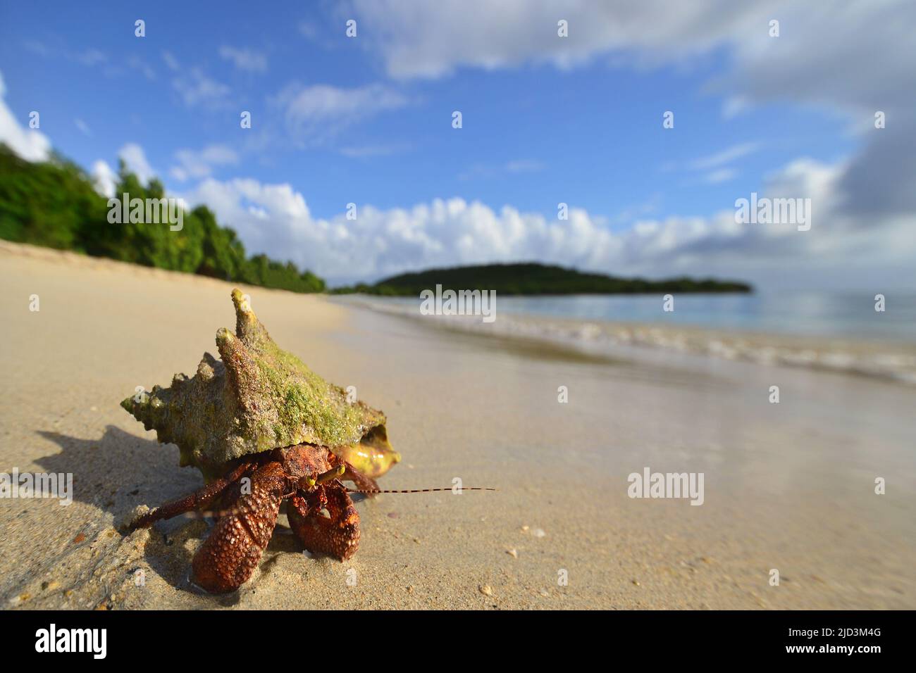 Cangrejo ermitaño caribeño (Coenobita clypeatus) en la playa de la isla de Vieques, Puerto Rico Foto de stock