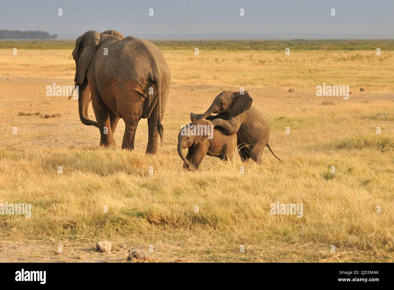 Dos elefantes pequeños jugando en la sabana. Parque Nacional Amboseli, Kenia, África Foto de stock
