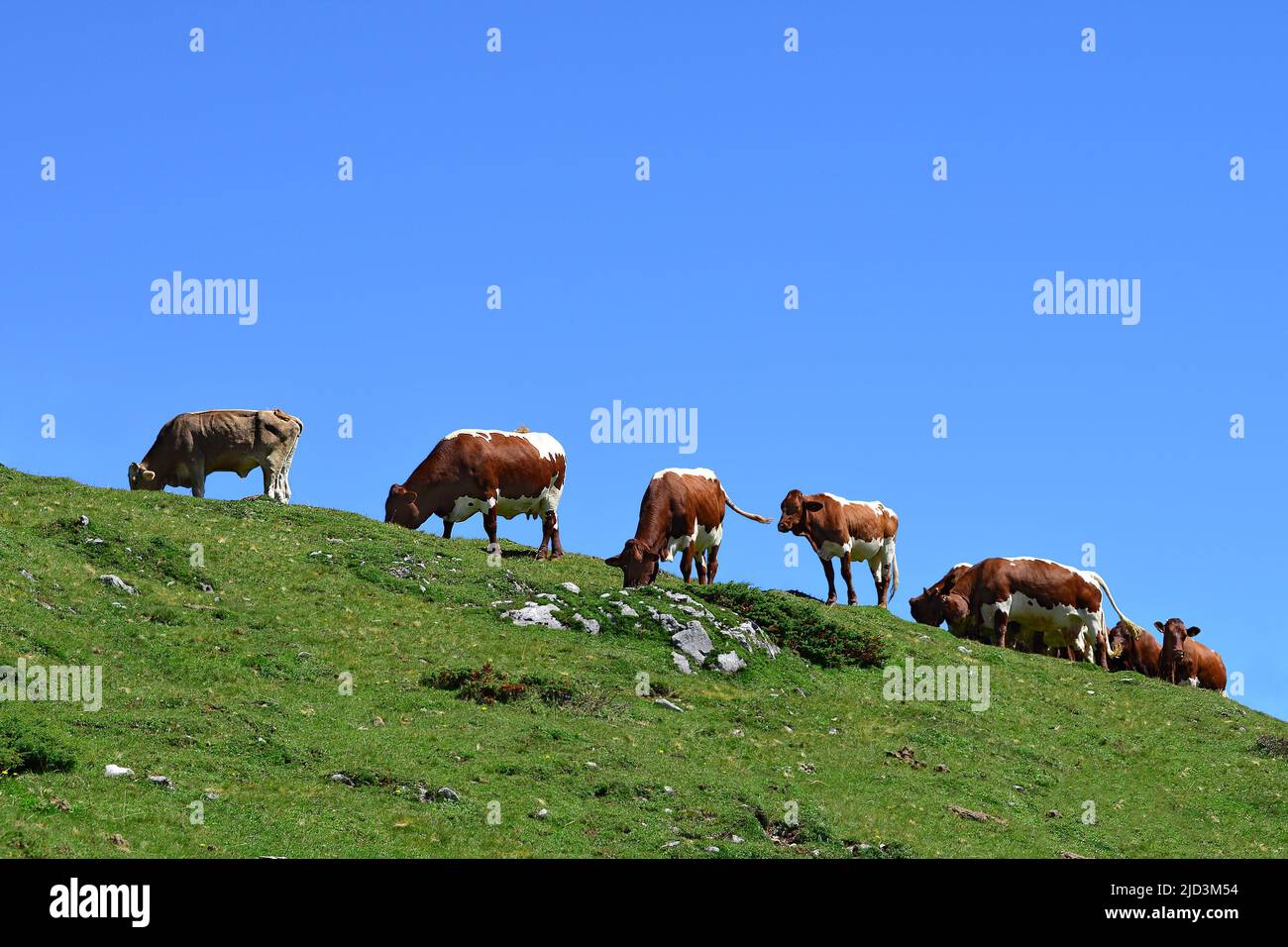 Vacas pastando en una colina en un día soleado con el cielo azul al fondo, Austria, Europa Foto de stock