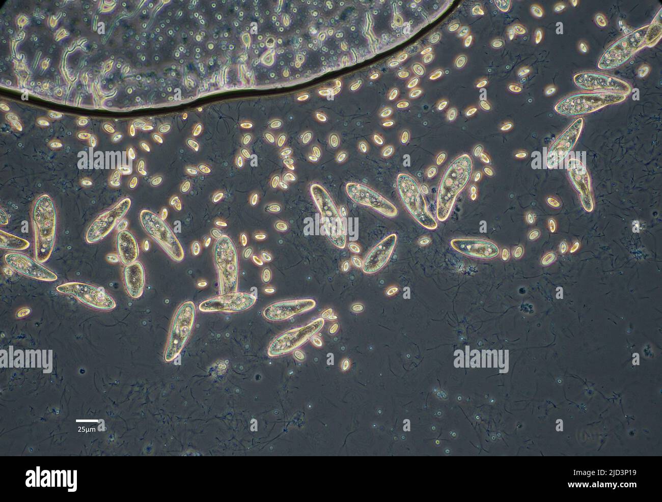 Ciliados (Paramecium sp.) alimentándose de bacterias en un cultivo de agua dulce. Foto de stock