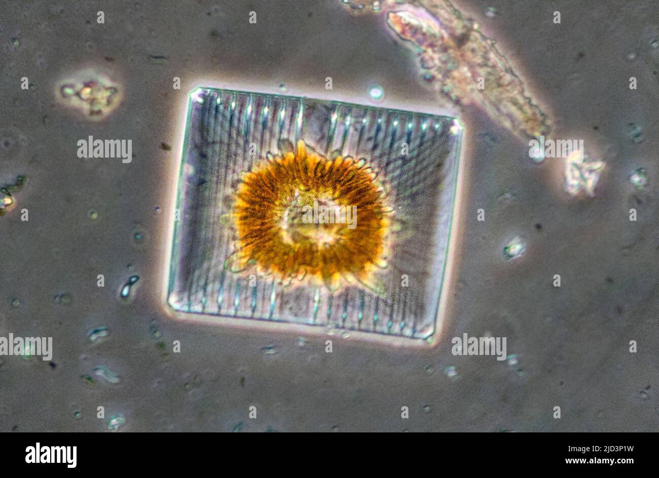 Diatomeas del género Striatella. La celda cuadrada mide aproximadamente 0.070 x 0.056 mm. Foto de stock