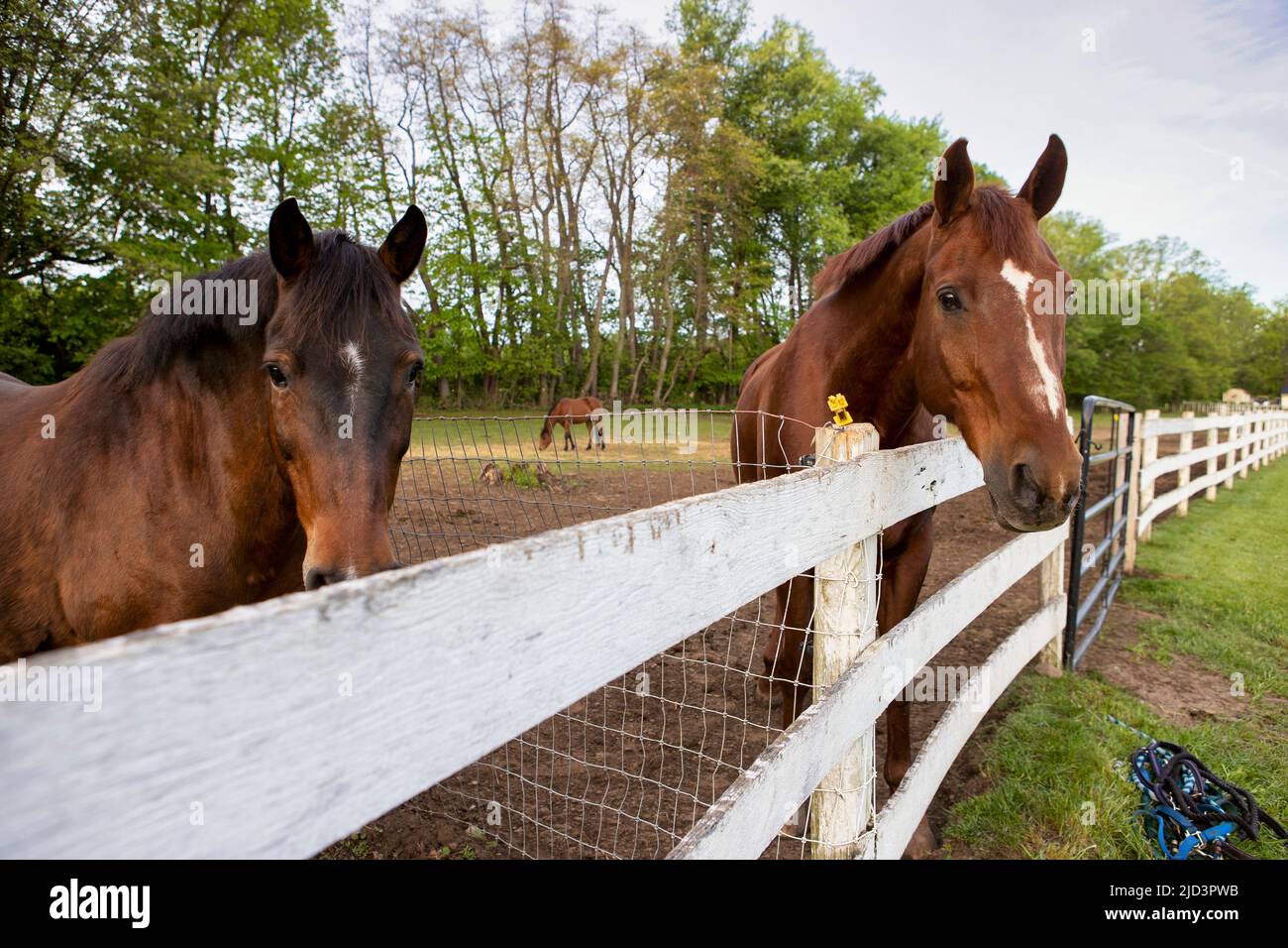 Dos caballos mirando sobre una valla a una granja de caballos. Foto de stock