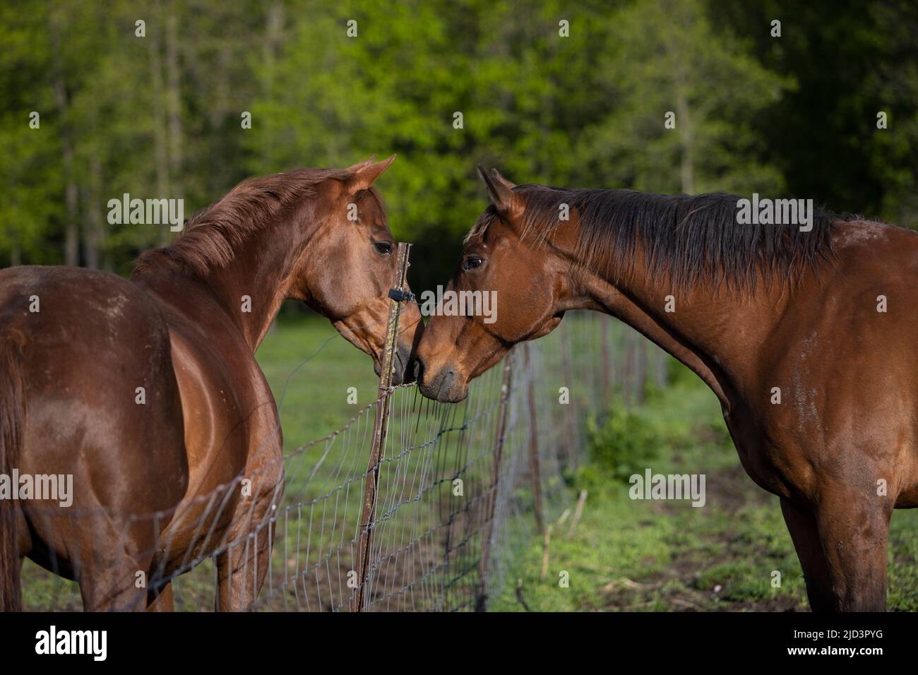 Dos caballos saludándose unos a otros sobre una valla. Foto de stock