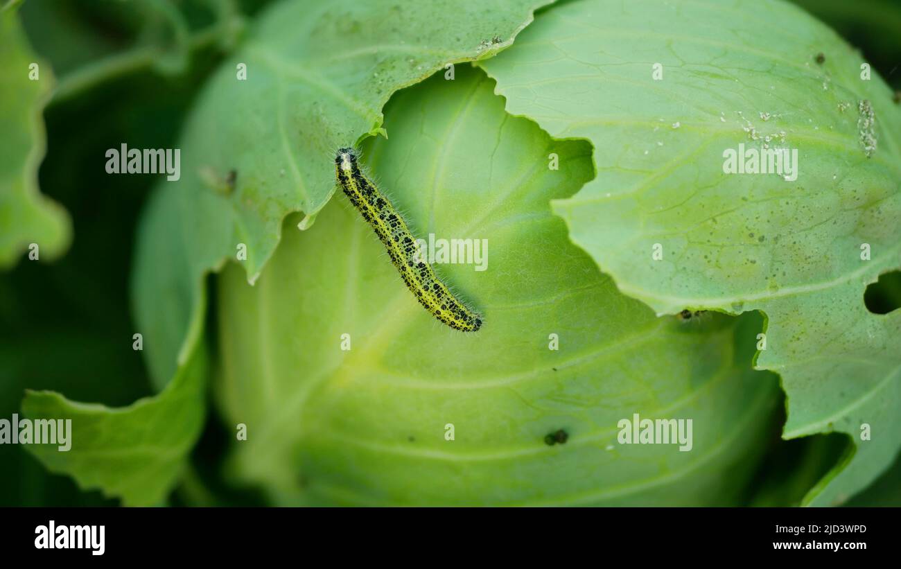 Caterpillar repollo campo de mariposa gran hoja blanca picada agujeros comer nibble polilla verde Piaris brassicae cole cultivos plagas parásito blanco, granja Foto de stock