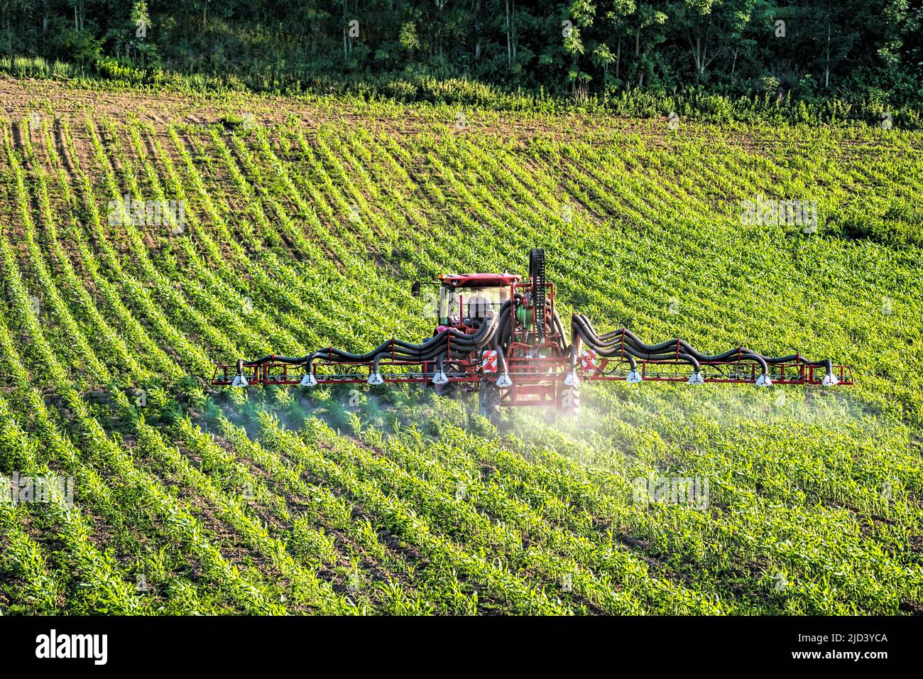 Tractor agrícola rociando pesticidas sobre el campo de plantas de maíz de maduración Foto de stock