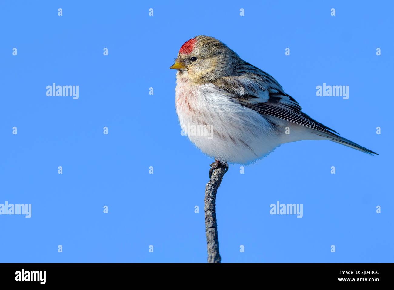 Redpoll ártico (Acanthis hornemanni) de Pasvik, Finnmark, Noruega en marzo. Foto de stock