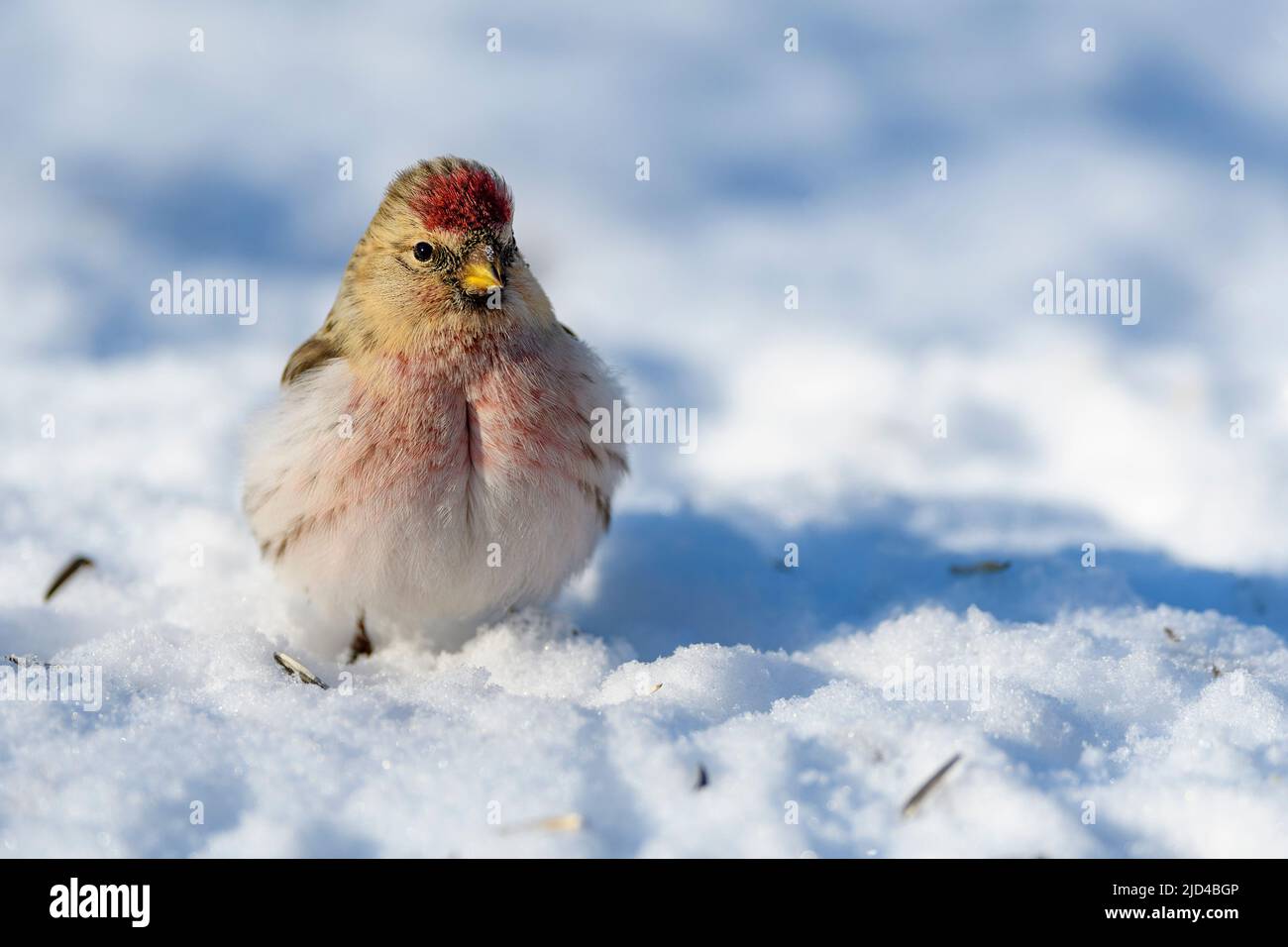 Redpoll ártico (Acanthis hornemanni) de Pasvik, Finnmark, Noruega en marzo. Foto de stock