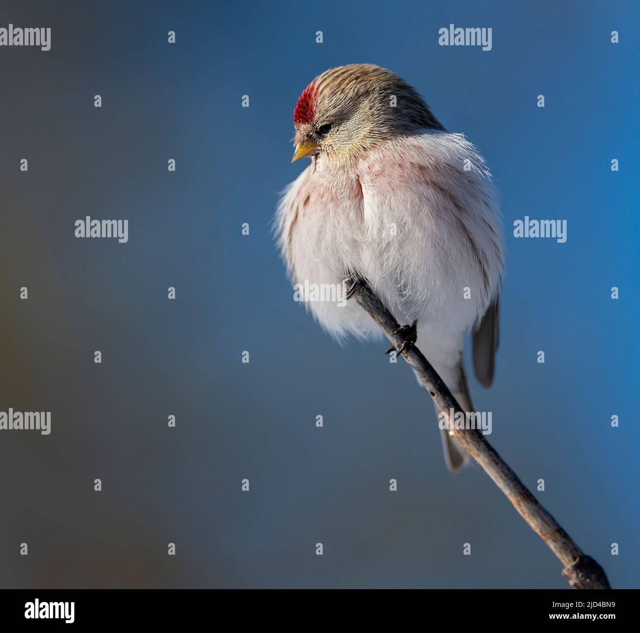 Redpoll ártico (Acanthis hornemanni) de Pasvik, Finnmark, Noruega en marzo. Foto de stock