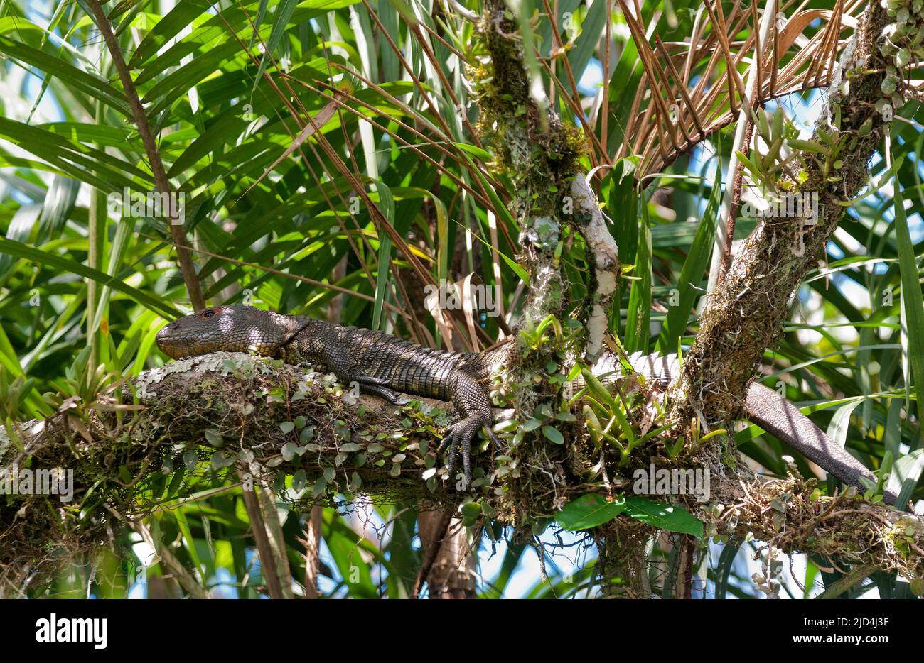 Lagarto Caiman Norte (Dracaena guianensis) descansando sobre un tronco en el Lago Mandicocha (cerca de La Selva), Ecuador. Foto de stock