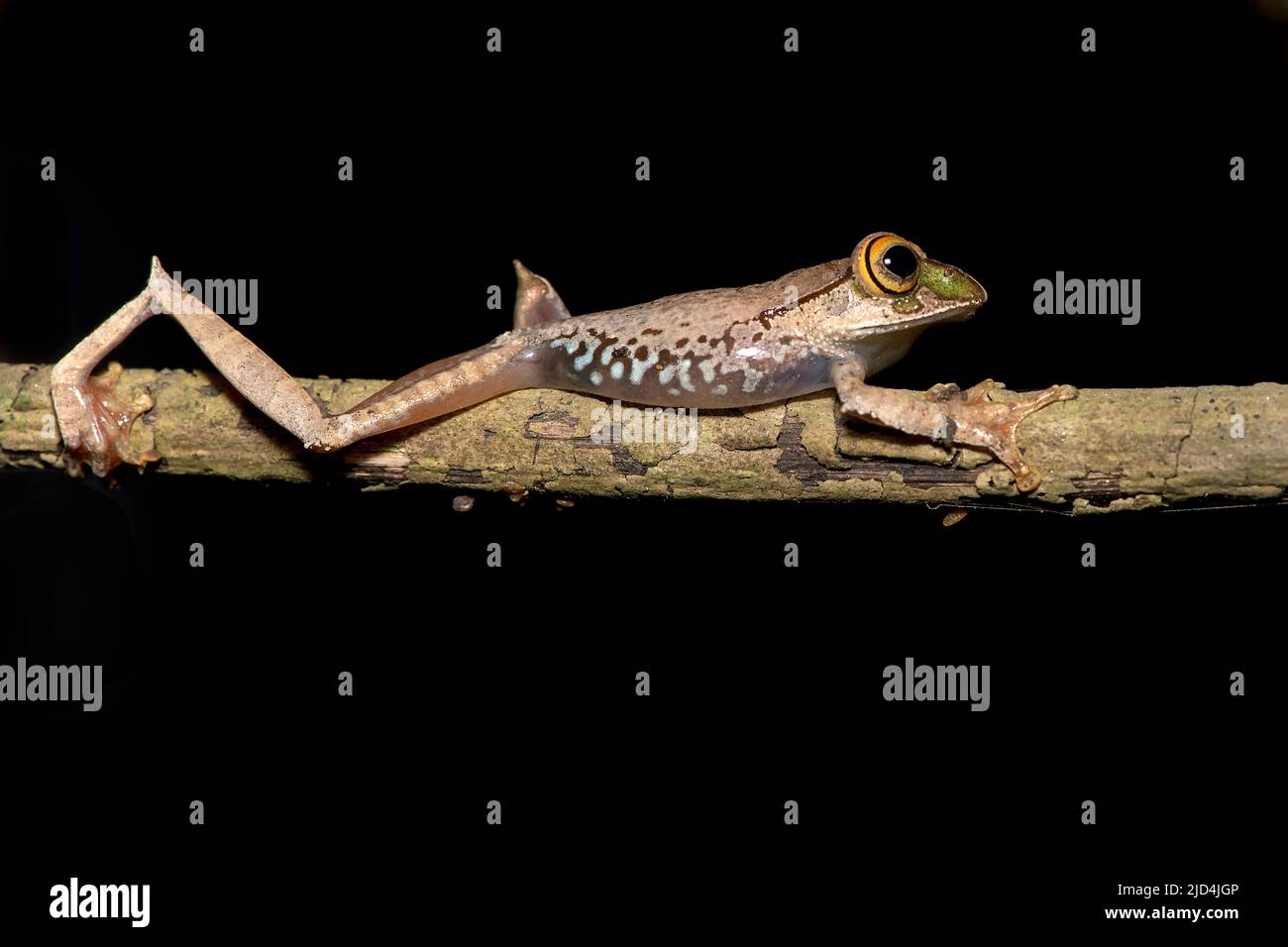 Rana de ojos de panal (Boophis madagascariensis) de Ranomafana NP, al este de Madagascar. Foto de stock