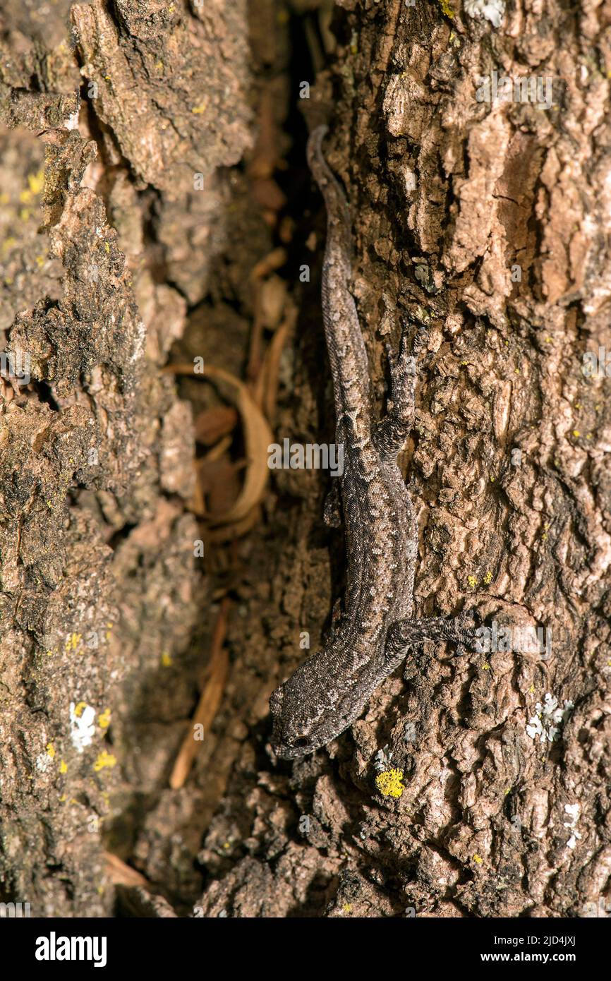 Gecko enano (Lygodactylus sp.) de Atsirabe, Madagascar oriental. Foto de stock