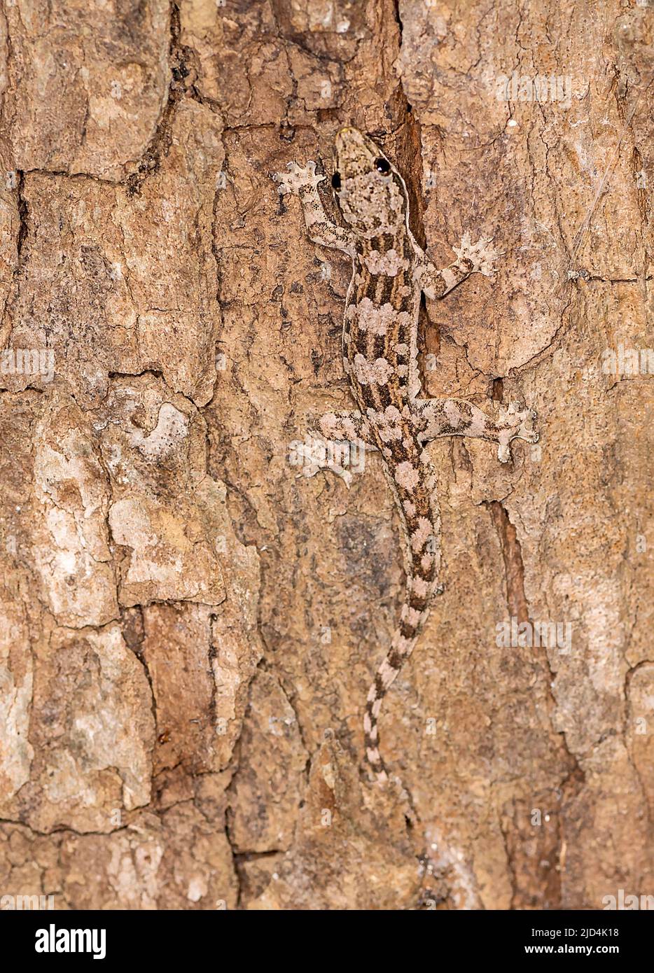 Gecko de dedos doblados (Cyrtodactylus sp.) de la isla de Komodo, Indonesia. Foto de stock