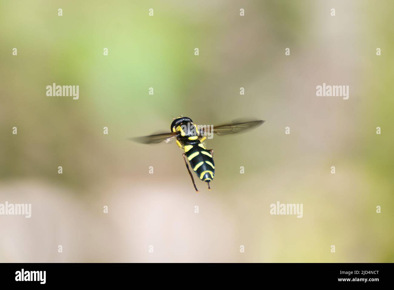 Hoverfly en vuelo, Inglaterra, Reino Unido, un insecto que es una avispa mímico Foto de stock