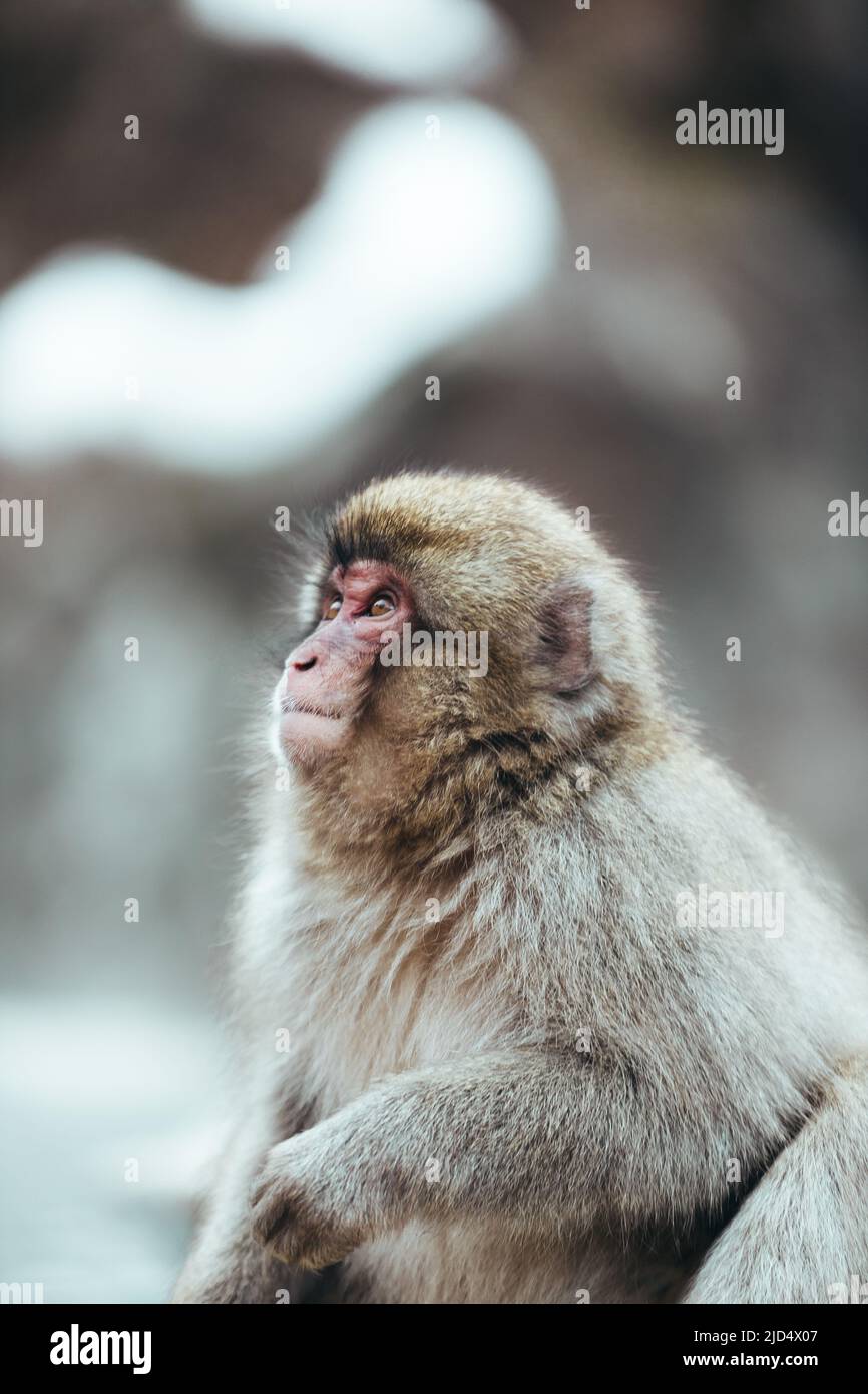 Mono de nieve macaco japonés adulto salvaje con cara roja y piel marrón, fondo borroso Foto de stock