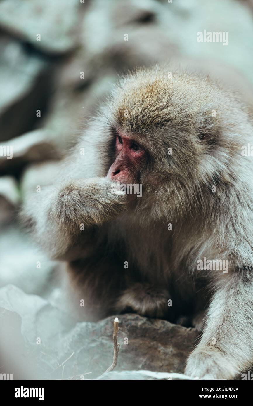 Mono de nieve macaco japonés adulto salvaje con cara roja y piel marrón, fondo borroso Foto de stock