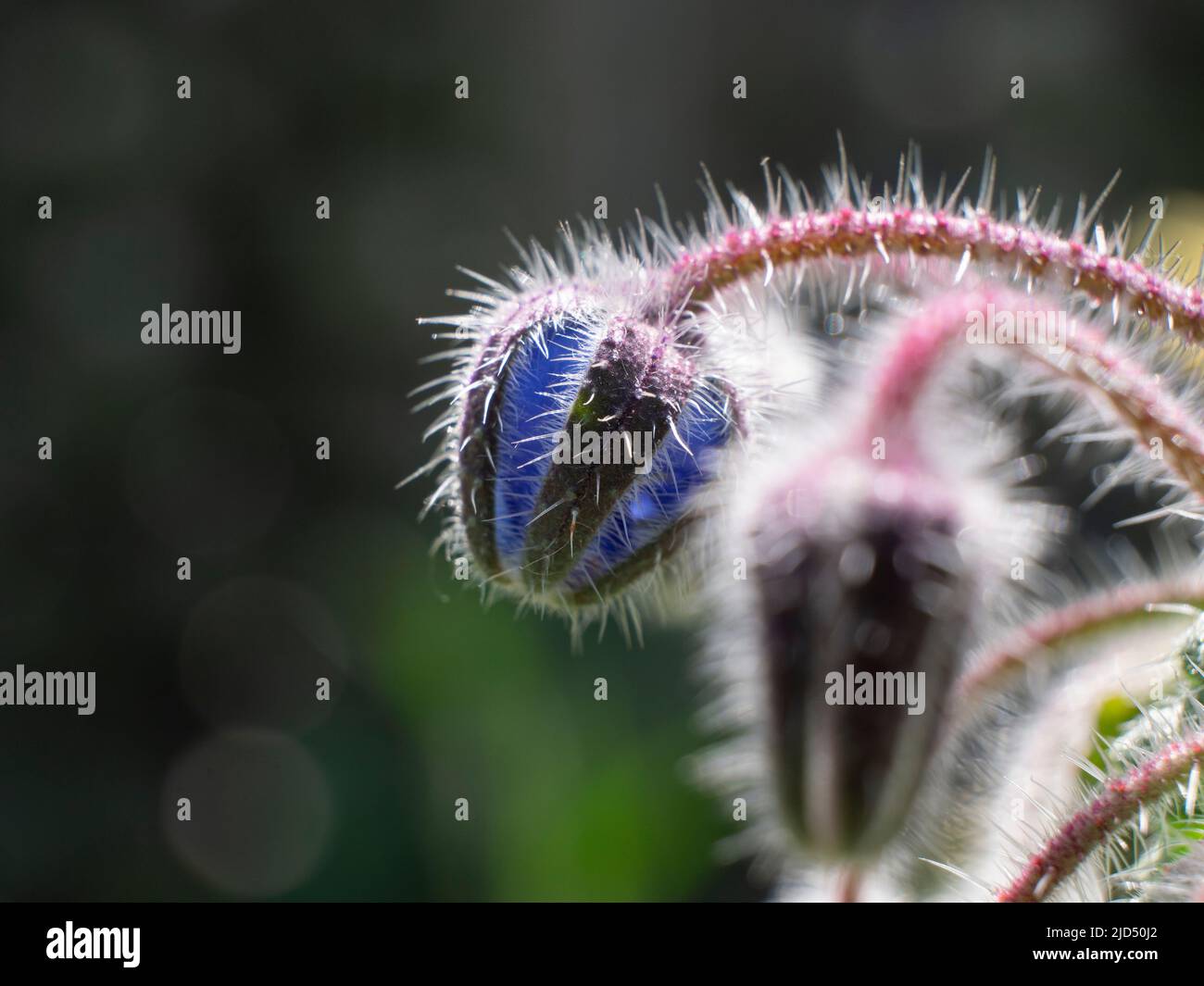 El brote de hierba de pepino, el nombre latino es Borago officinalis Foto de stock