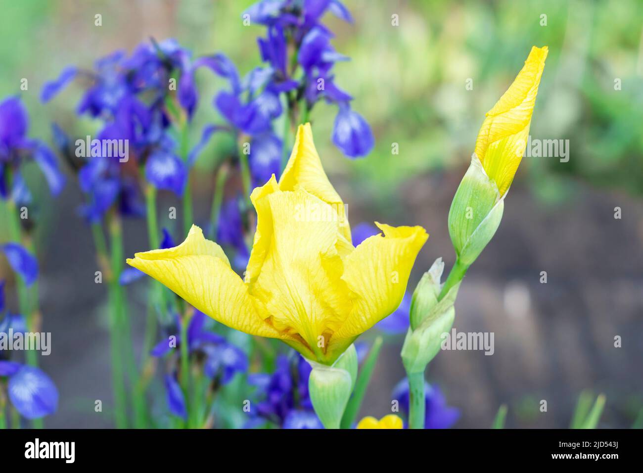 Una flor amarilla del iris florece sobre el fondo de las flores azules del iris borrosas en el jardín. Enfoque selectivo Foto de stock
