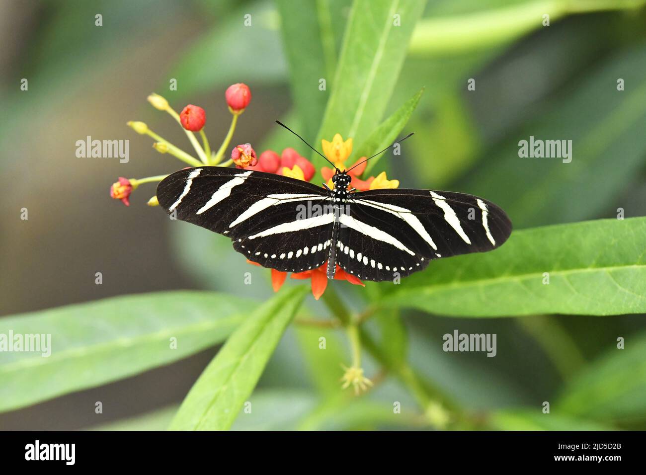 Mariposa de alas alargadas de cebra (Heliconius charithonia), jardín botánico Hortus Botanicus en Amsterdam Países Bajos. Foto de stock