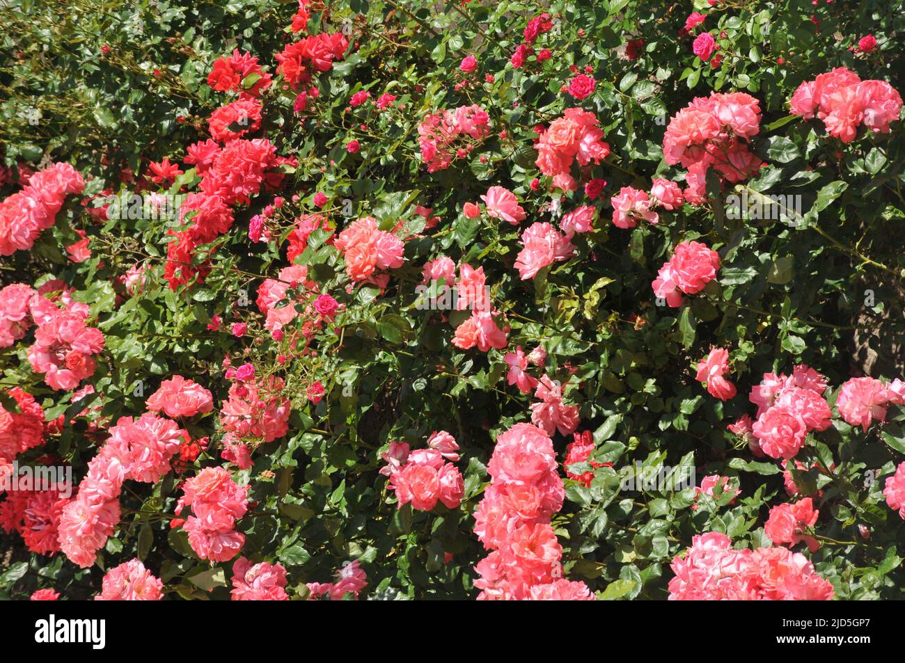 Kastrup/Copenhague/Dinamarca/18 de junio de 2022/ Flores y plantas de rosas en el jardín local de decoración de árboles de Copenhague (Foto..Francis Joseph Dean/Deanpictures, Foto de stock