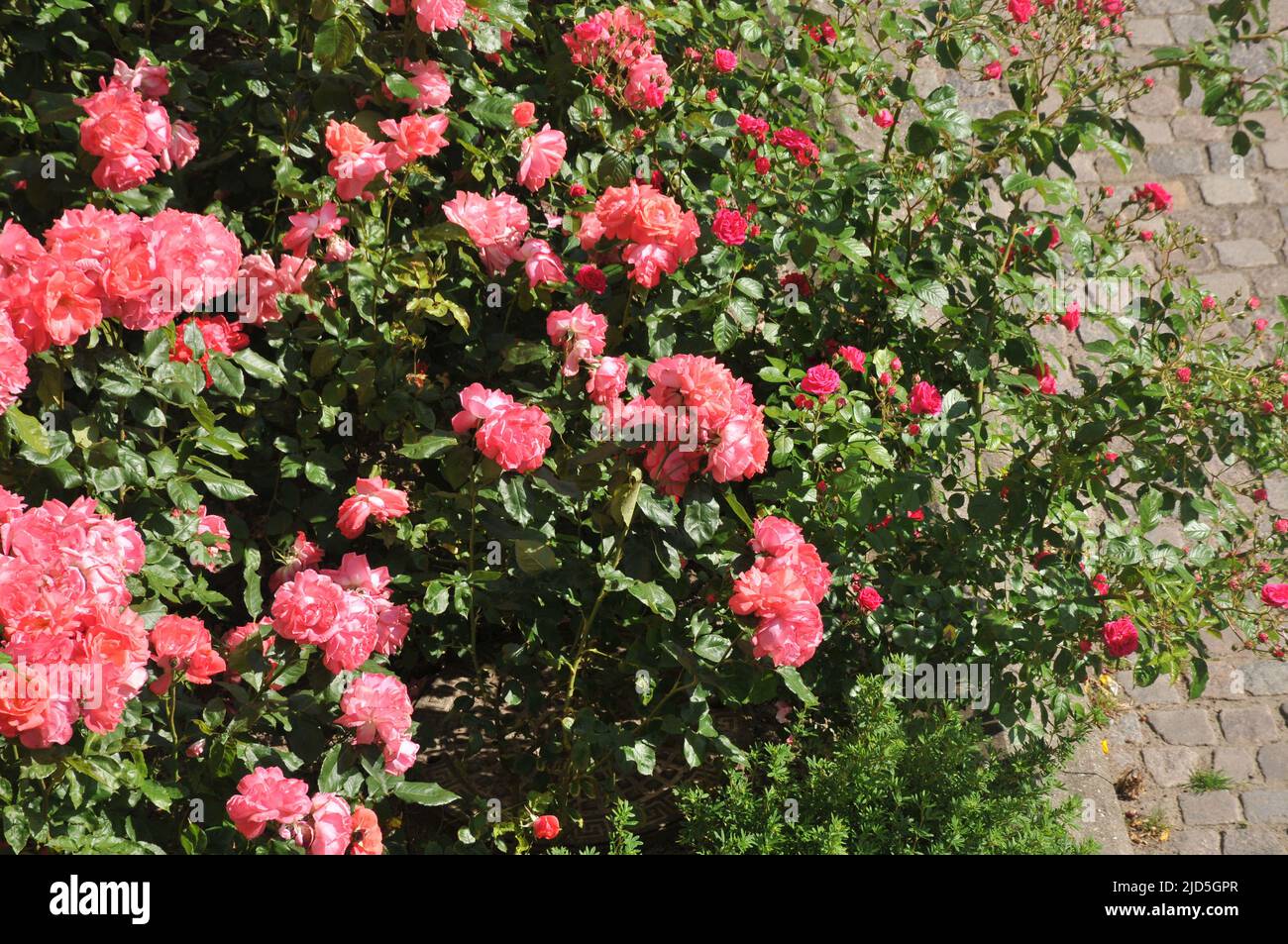 Kastrup/Copenhague/Dinamarca/18 de junio de 2022/ Flores y plantas de rosas en el jardín local de decoración de árboles de Copenhague (Foto..Francis Joseph Dean/Deanpictures, Foto de stock
