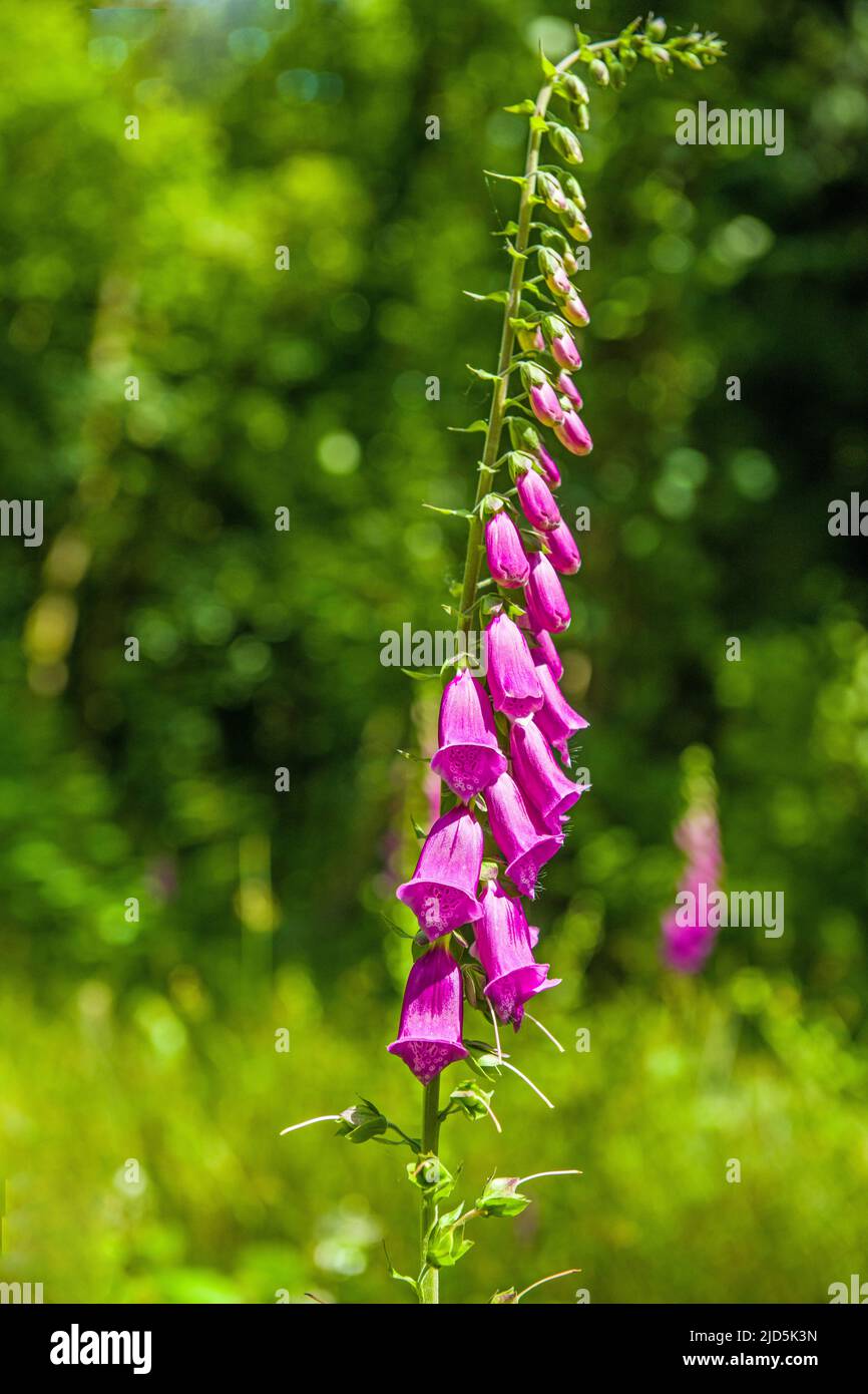 Hechizo de flores fotografías e imágenes de alta resolución - Alamy