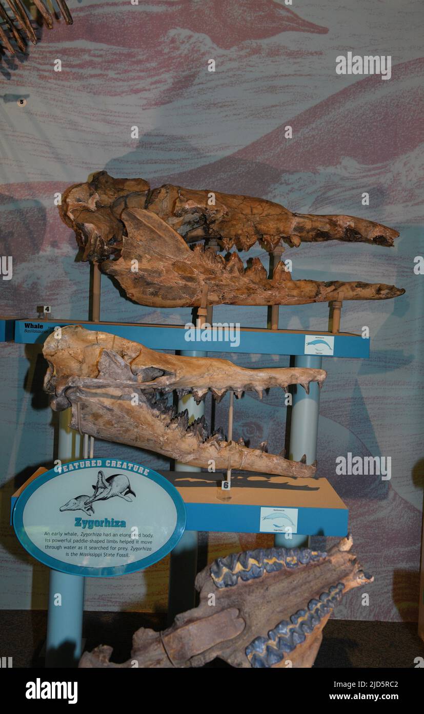 Criaturas marinas prehistóricas extintas. Foto de stock