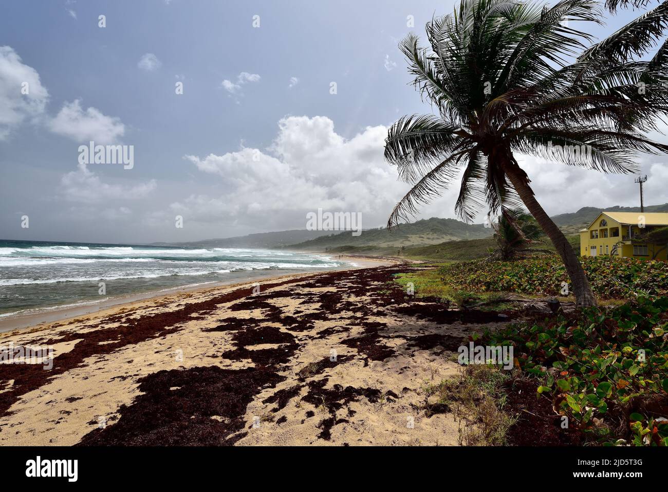 La playa Walkers, cubierta de algas marinas, en el lado este-norte de la isla de Barbados Foto de stock