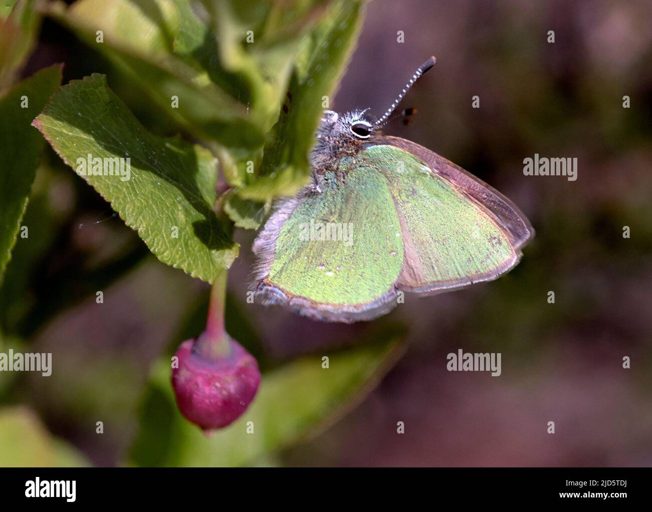 Green hairstreak (Callophrys rubi) de Hidra, al suroeste de Noruega en mayo. Foto de stock