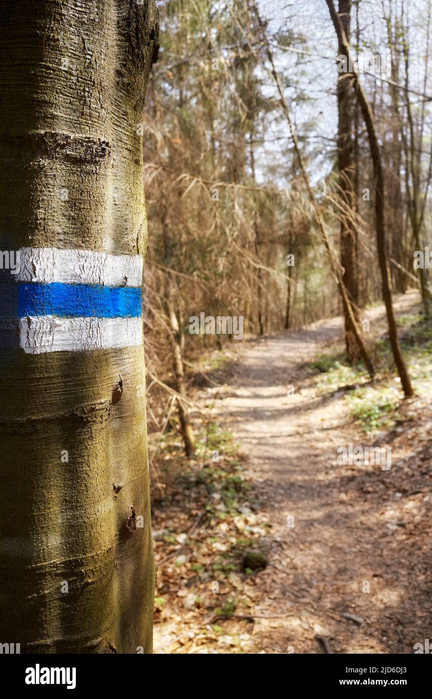 Marcador azul de rastro pintado en un tronco de árbol, enfoque selectivo Foto de stock